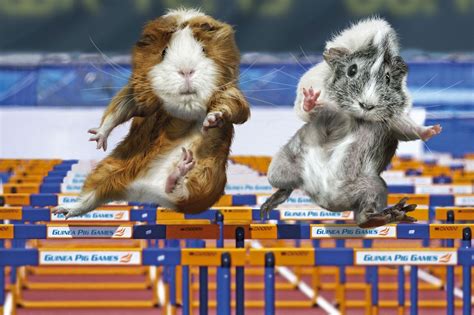 guinea pig olympics
